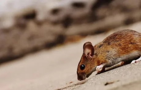 לוכד חולדות