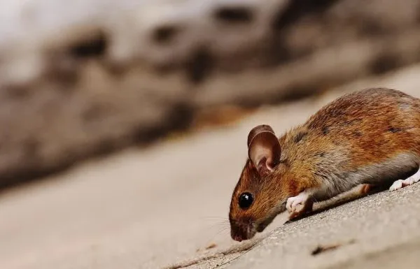 לוכד חולדות